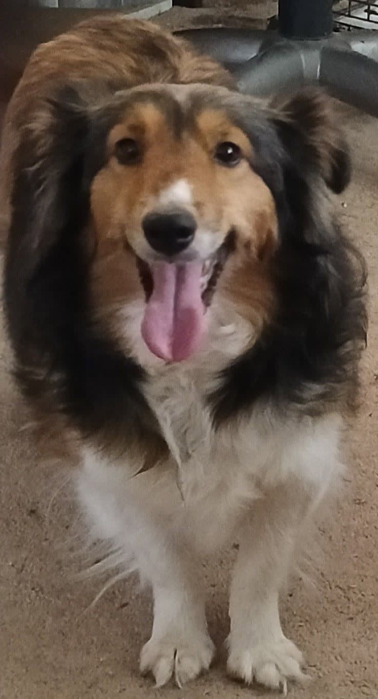 Tri Sheltie Puppy - Toby