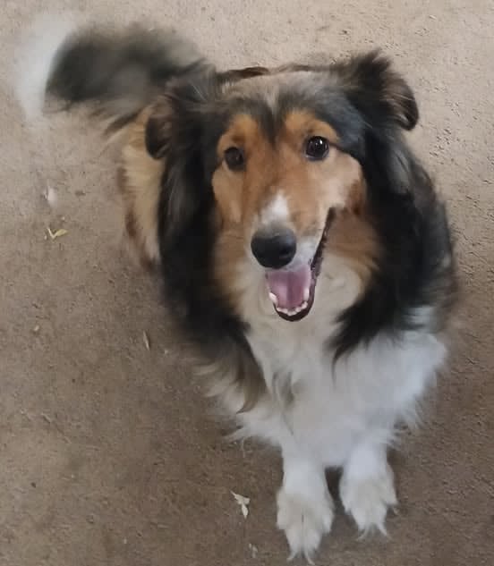 Sable Sheltie Puppy - Spike