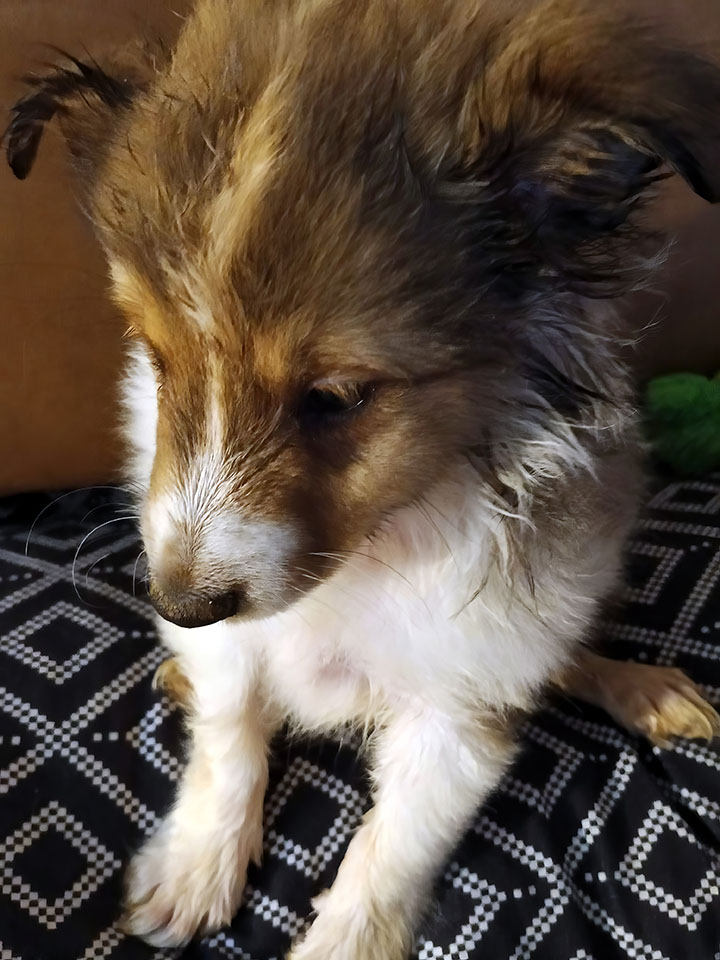Sable puppy close up