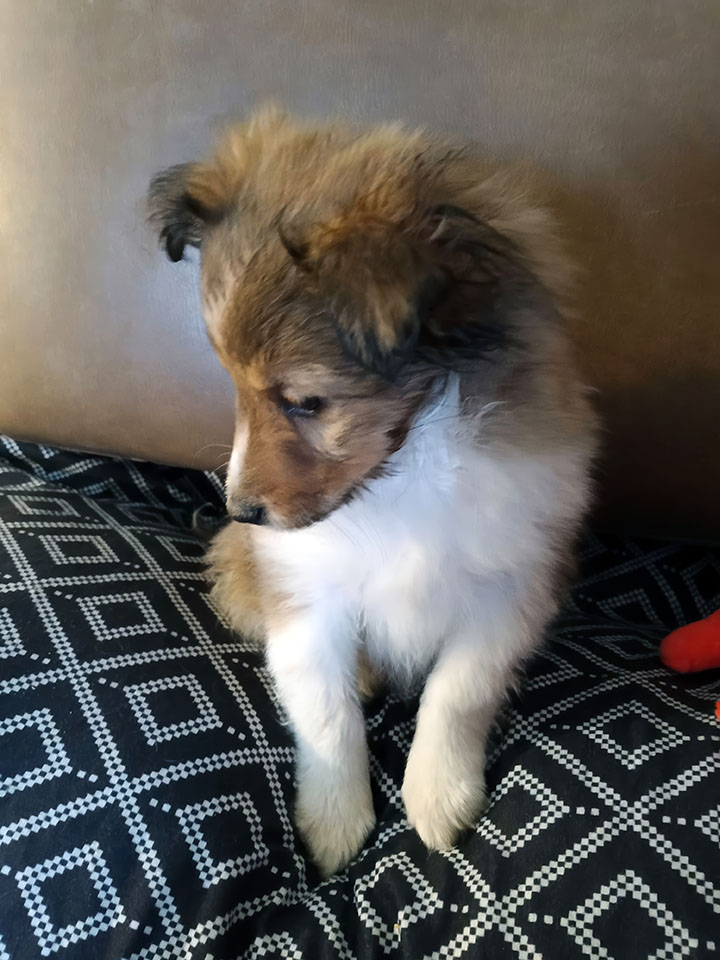 Sable Sheltie Puppy
