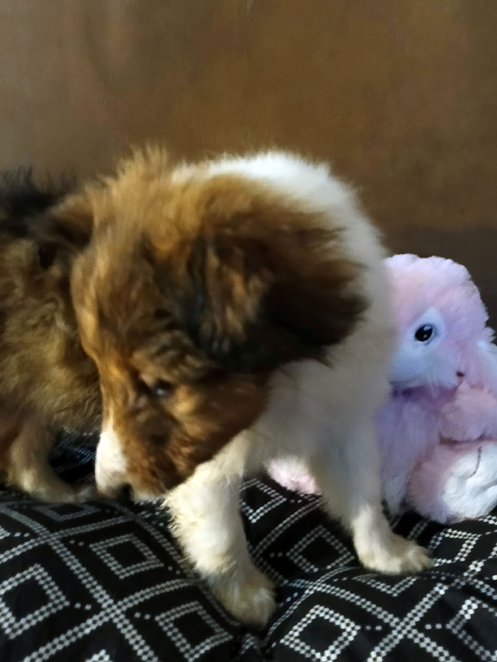 Sheltie Puppy with Pink Toy