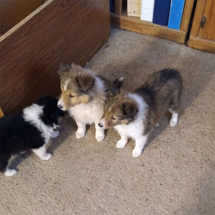 Litter of Sheltie puppies playing