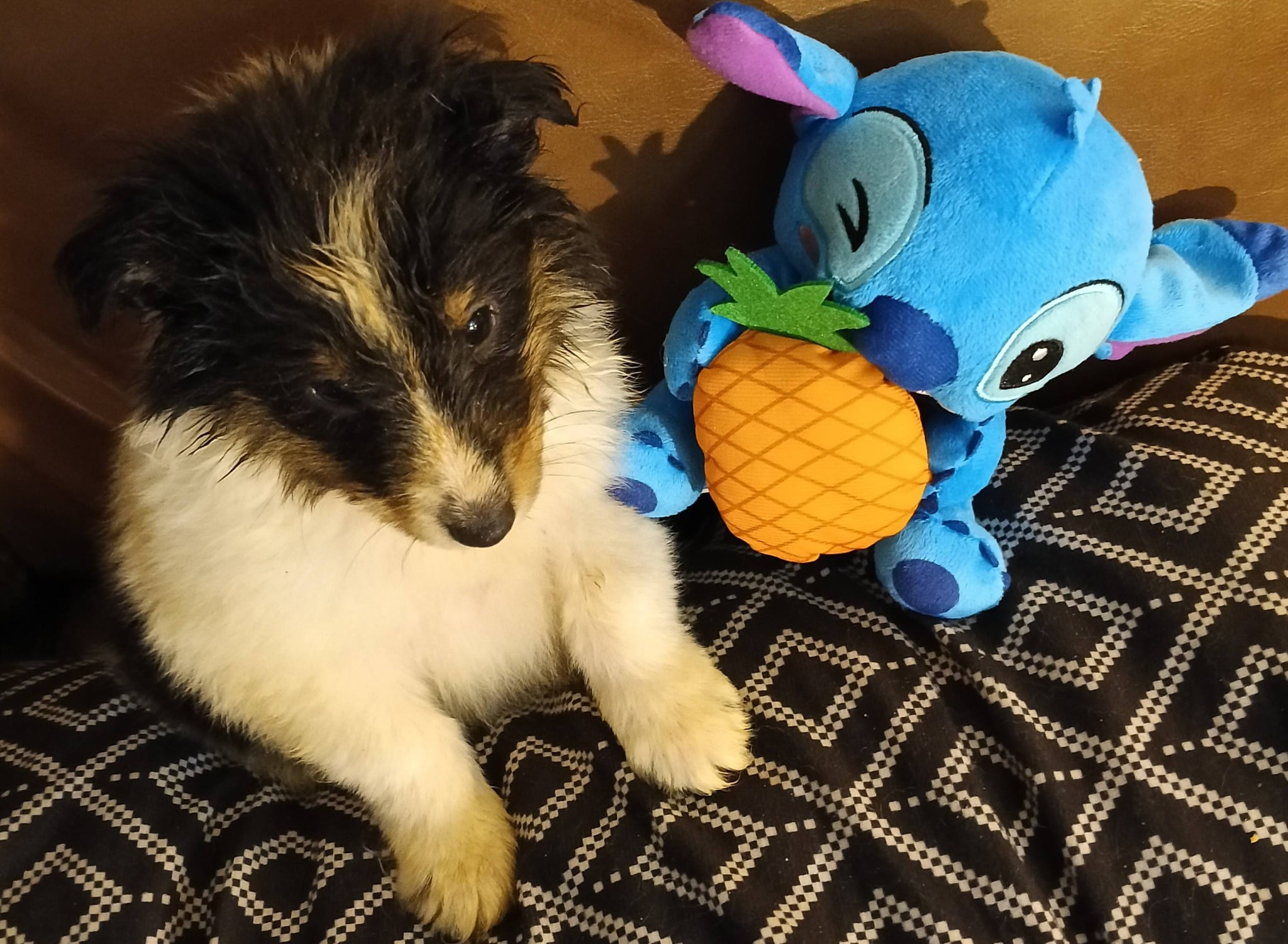 Puppy with Stitch toy