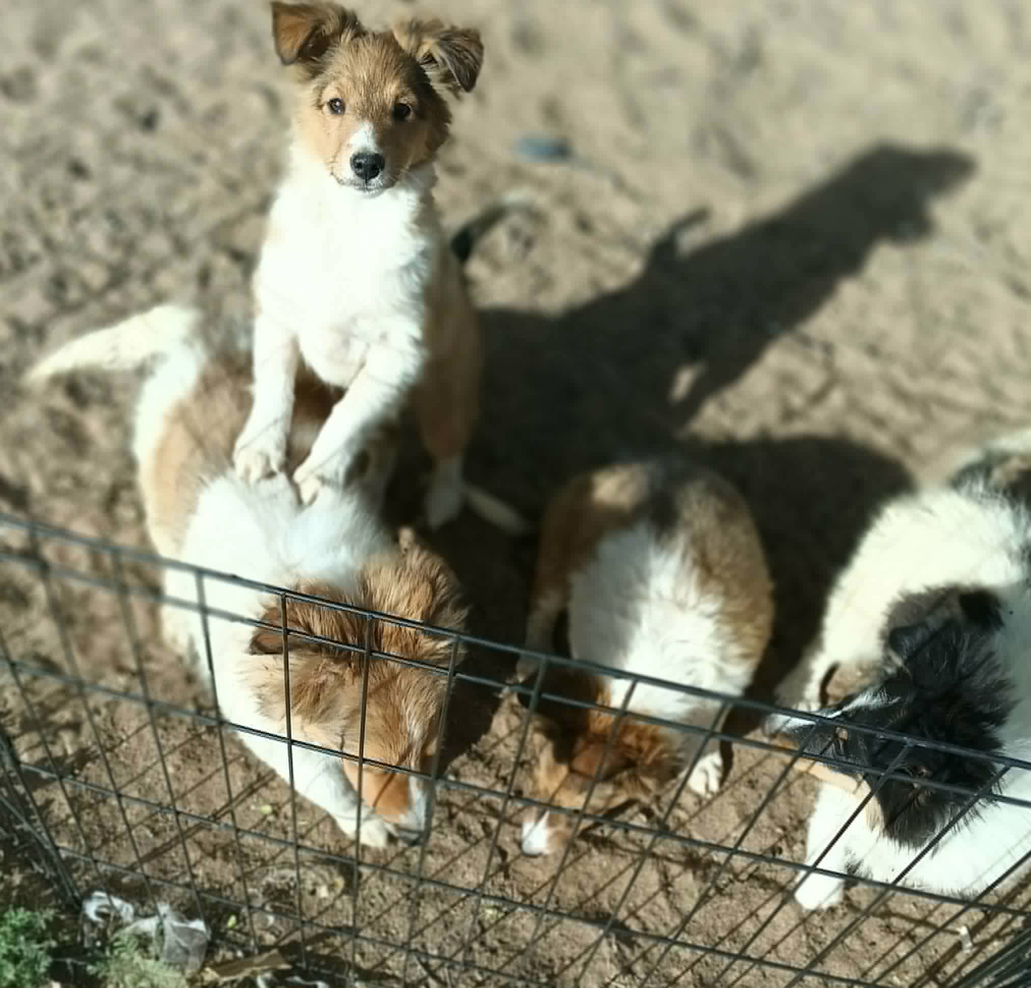 Puppies playing outside